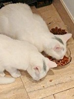 Zeus und Jerry – vermisst seit 28.3.2017 in Gröbenzell