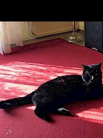 Kater Georgi – vermisst seit 11.02.2017
